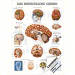 Lehrtafel Das Gehirn, LxB 100x70 cm