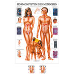 Lehrtafel Das Hormonsystem, LxB 100x70 cm