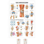 Lehrtafel Das Kniegelenk, LxB 100x70 cm