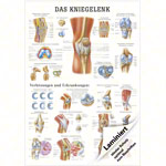 Lehrtafel Das Kniegelenk, LxB 100x70 cm