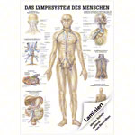 Lehrtafel Das Lymphsystem, LxB 100x70 cm