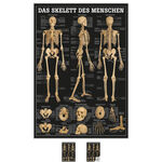 Lehrtafel Das Skelett des Menschen, LxB 100x70 cm
