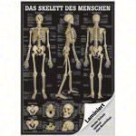 Lehrtafel Das Skelett des Menschen, LxB 100x70 cm