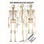 Lehrtafel Das menschliche Skelett, LxB 100x70 cm