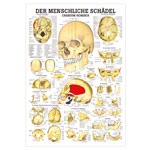 Lehrtafel Der Schdel, LxB 100x70 cm