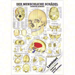 Lehrtafel Der Schdel, LxB 100x70 cm