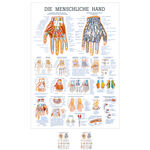 Lehrtafel Die Hand, LxB 100x70 cm