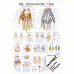 Lehrtafel Die Hand, LxB 100x70 cm