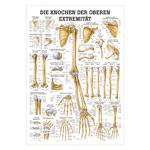 Abbildung zeigt Lehrtafel Die Knochen der oberen Extremität, LxB 100x70 cm