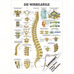 Lehrtafel Die Wirbelsule, LxB 100x70 cm