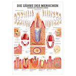 Lehrtafel Gesunde Zhne, LxB 100x70 cm