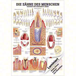 Lehrtafel Gesunde Zhne, LxB 100x70 cm