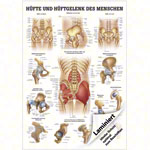 Lehrtafel Hfte und Hftgelenk, LxB 100x70 cm