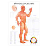 Lehrtafel Krperakupunktur I LxB 100x70 cm