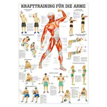 Lehrtafel Krafttraining Arme, LxB 100x70 cm