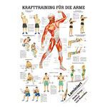 Lehrtafel Krafttraining Arme, LxB 100x70 cm