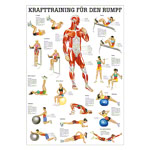 Lehrtafel Krafttraining Rumpf, LxB 100x70 cm