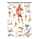 Lehrtafel Krafttraining Rumpf, LxB 100x70 cm