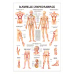 Lehrtafel Manuelle Lymphdrainage, LxB 100x70 cm