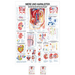 Lehrtafel Niere u. Harnleiter, LxB 100x70 cm
