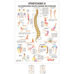 Lehrtafel Stretching II, LxB 100x70 cm