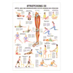 Lehrtafel Stretching III, LxB 100x70 cm