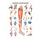Lehrtafel Untere Extremitt, LxB 100x70 cm
