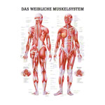 Lehrtafel Weibliches Muskelsystem, LxB 100x70 cm