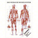Lehrtafel Weibliches Muskelsystem, LxB 100x70 cm