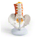 Männliches Becken mit LWS und Lendenmuskeln