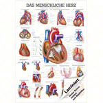 Mini-Poster Das Herz, LxB 34x24 cm