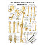 Mini-Poster Die Knochen der unteren Extremitt, LxB 34x24 cm