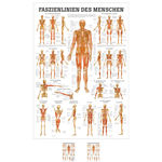 Mini-Poster Faszien des Menschen, LxB 34x24 cm