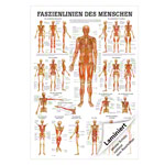Mini-Poster Faszien des Menschen, LxB 34x24 cm