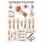 Mini-Poster Handmuskulatur, LxB 34x24 cm