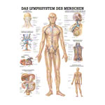 Mini-Poster Lymphsystem, LxB 34x24 cm