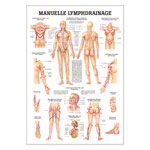 Produktbild: Mini-Poster Manuelle Lymphdrainage, LxB 34x24 cm