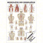 Mini-Poster Muskulatur der Wirbelsule, LxB 34x24 cm