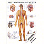 Mini-Poster Nervensystem, LxB 34x24 cm