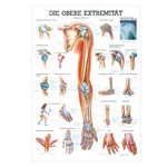 Mini-Poster Obere Extremitt, LxB 34x24 cm