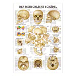 Mini-Poster Schädel und Schädelknochen, LxB 34x24 cm