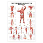 Mini-Poster Tiefe Muskelschichten-Rücken, LxB 34x24 cm