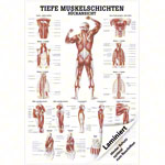Mini-Poster Tiefe Muskelschichten-Rcken, LxB 34x24 cm