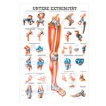 Mini-Poster Untere Extremitt, LxB 34x24 cm
