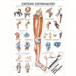 Mini-Poster Untere Extremitt, LxB 34x24 cm