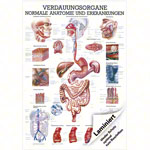 Mini-Poster Verdauungsorgane, LxB 34x24 cm