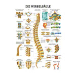 Mini-Poster Wirbelsäule, LxB 34x24 cm