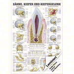 Mini-Poster Zhne und Kiefergelenk, LxB 34x24 cm