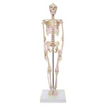 Mini-Skelett inkl. Stativ, 65 cm