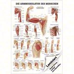 Poster Armmuskulatur, LxB 70x50 cm
